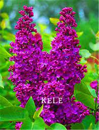 Japanese Bonsai Lilac Seeds Japanese Bonsai Lilac Flowers Flower Seeds