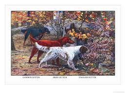 Maybe you would like to learn more about one of these? Gordon Setter Irish Setter English Setter Prints Louis Agassiz Fuertes Allposters Com