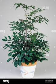 Image result for Leea guineensis
