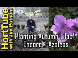 Encore azaleas are a patented brand of azaleas that blooms multiple times a year! Azalea Flower Youtube Flowers Lover