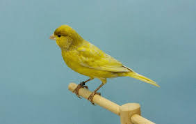 Jaspe D D Verde Intenso Macho Canarios Canario Ave Aviario