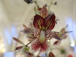 Image result for Oeceoclades saundersiana