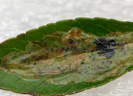 Image result for Phyllonorycter leucographellus