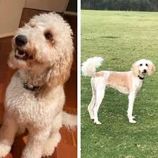 The australian labradoodle is a cross with poodle, labrador retriever, cocker spaniel, irish water spaniel, and curly coated retriever. Short Labradoodle Haircut Ideas 20 Before And After Photos