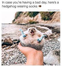 Make social videos in an instant: Cute Little Ray Of Sunshine For Your Morning And Mine Enjoy Hedgehog