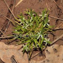 Image result for Limosella maior