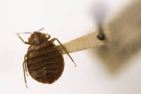 A New Way To Battle Bedbugs Fake Them Out Bed Bugs Kill Bed Bugs Bed Bug Bites
