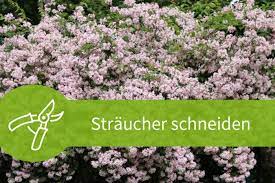 Doch der ideale zeitpunkt liegt im sommer von juli bis august. Straucher Schneiden Anleitungen Fur Das Fruhjahr Und Den Sommer