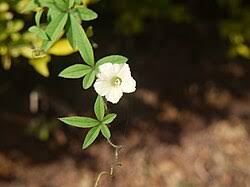 Image result for Merremia quinquefolia