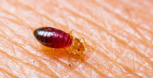 Tahta Kurusu Nedir Tahta Kurusu Isirigi Zararlari Nelerdir Tahta Kurusu Saglikli Saglik