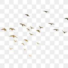 A Group Of Flying Birds Bird Flying Birds Png Transparent Clipart Image And Psd File For Free Download Birds Flying Flying Bird Silhouette Bird Silhouette