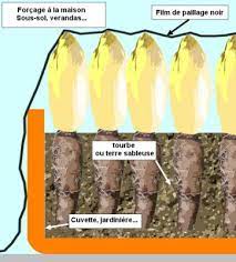 En effet, il est possible de la cultiver sans disposer d'espace ou de jardin potager. Forcage Des Endives Bio