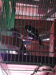Burung kacer atau yang dikenal dengan sebutan magpie robin, merupakan salah satu jenis burung kicauan yang cukup populer di wilayah indonesia. Penyebab Gagalnya Ternak Burung Kacer Kicau Mania Samarinda