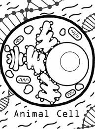 The quiver app combines physical coloring from back in the day with state of the art augmented reality. Home Quiver 3d Augmented Reality Coloring Apps Augmented Reality Coloring Apps Animal Cell