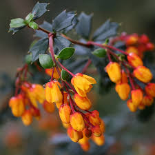 Image result for Berberis darwinii