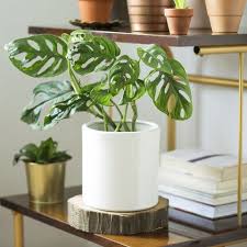 Maybe you would like to learn more about one of these? 25 Easy Houseplants Easy To Care For Indoor Plants