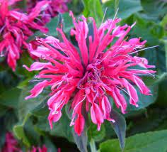 Pin On Monarda Bee Balm Flowers