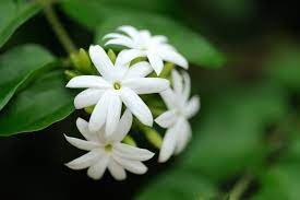 White flowers meaning in hindi. Jasmine Flower Meaning Flower Meaning