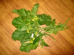 Image result for Brassica rapa