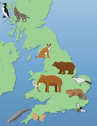Share this page with friends to help more people learn about it. Mammoths Huge Bears And 6kg Rats Can You Believe These Exotic Animals Once Roamed The Uk