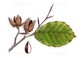 ブナの実 の画像素材 70147212 イラスト素材ならイメージナビ