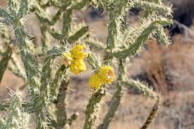 Image result for Opuntia imbricata