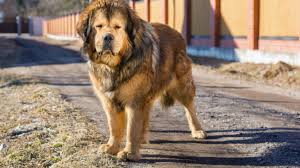 Browse 513 tibetan mastiff stock photos and images available, or search for tibetan mastiff puppy to find more great stock photos and pictures. Tibet Dogge Hunde Info De