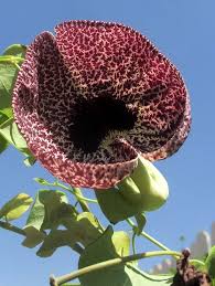 Image result for Aristolochia littoralis