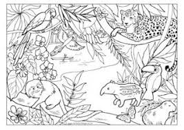 Brazil Colouring Pages Jungle Coloring Pages Rainforest Animals Animal Coloring Pages