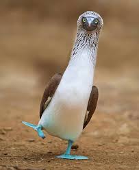 Pin By Gulden Ozkok On Beautiful Birds Funny Birds Animals Beautiful Birds