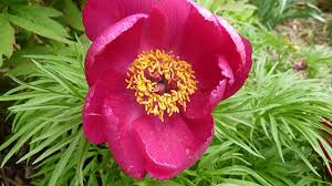 We can have flowers delivered to and around the city, including its neighboring areas. Drought Tolerant Plants For Really Dry Gardens Horticulture
