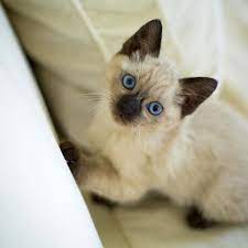 First days a kitten in the house. Names For Siamese Cats Male And Female Ideas