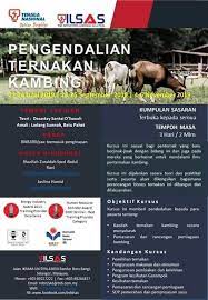 Kambing yang kami jual hasil dari persilangan kambing sapera. Ilsas Menawarkan Kursus Pengendalian Kambing Akikah Kambing Golek Facebook