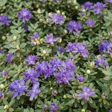 Rhododendron Azurika Rhododendron Impeditum Azurika Pflanzen Garten Violett