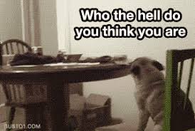Check spelling or type a new query. The 40 Greatest Dog Gifs Of All Time