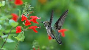 We did not find results for: Verify No Georgia S Hummingbird Population Isn T On The Decline 13wmaz Com