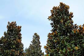 Maybe you would like to learn more about one of these? How To Protect Your Magnolia Trees During The Winter