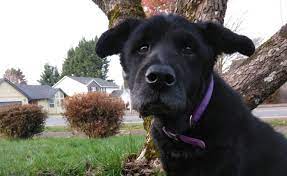 Passers By Rescue Dog Stuck In Mud Rescue Dogs Dogs Mud