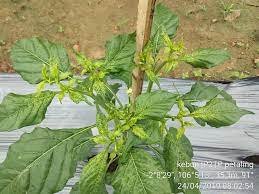 Virus belakangan tengah ramai dibicarakan, seperti virus corona. Penyakit Kuning Keriting Pada Cabai