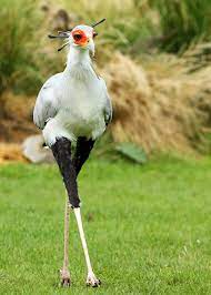 Maybe you would like to learn more about one of these? 25 Secretary Bird Facts Sagittarius Serpentarius Africa S Snake Stomper Justbirding Com