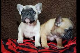 Over the centuries, the dogs were bred for different traits, and various breeds emerged. Premier French Bulldog Puppies The Puppies In This Litter Are From Akc Registered Parents And Can Also Be French Bulldog Puppies Bulldog Puppies Puppy Litter