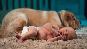Es ist ein zoo hier! Hunde Die Zum Ersten Mal Babys Sehen Hallo Eltern