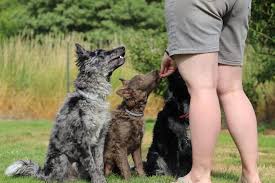 Find the right dog and live happy today. Bohemia Paws Mudi Kennel Home Facebook