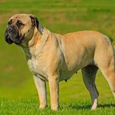 Bullmastiff: Dog Breed Characteristics & Care