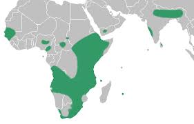 Image result for Satyrium coriophoroides