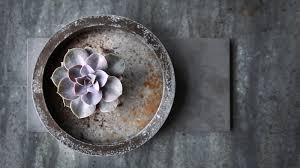 Check spelling or type a new query. Monty Don S Succulent Care And Planting Tips Come With A Strong Warning Homes Gardens