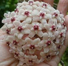 Pin On Rare Houseplants