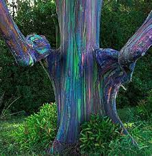This world in filled with unique creations of god and rainbow trees is one of them. Rainbow Eucalyptus Tree In Hana Hawaii Rainbow Eucalyptus Rainbow Eucalyptus Tree Beautiful Tree