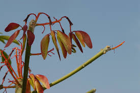 Image result for Hildegardia