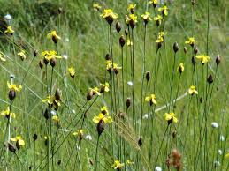 Image result for Xyris congensis